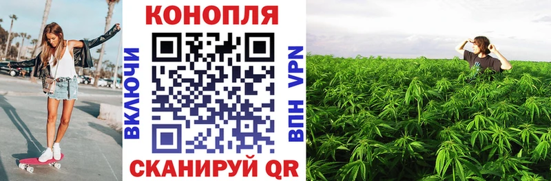 Канабис OG Kush  Шилка 